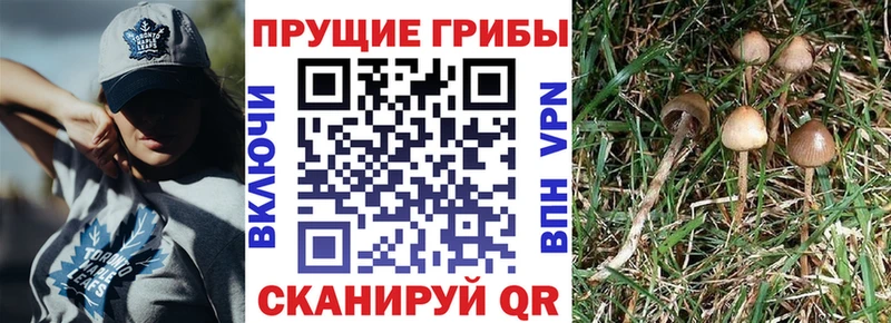 Купить  Десногорск  Псилоцибиновые грибы ЛСД 